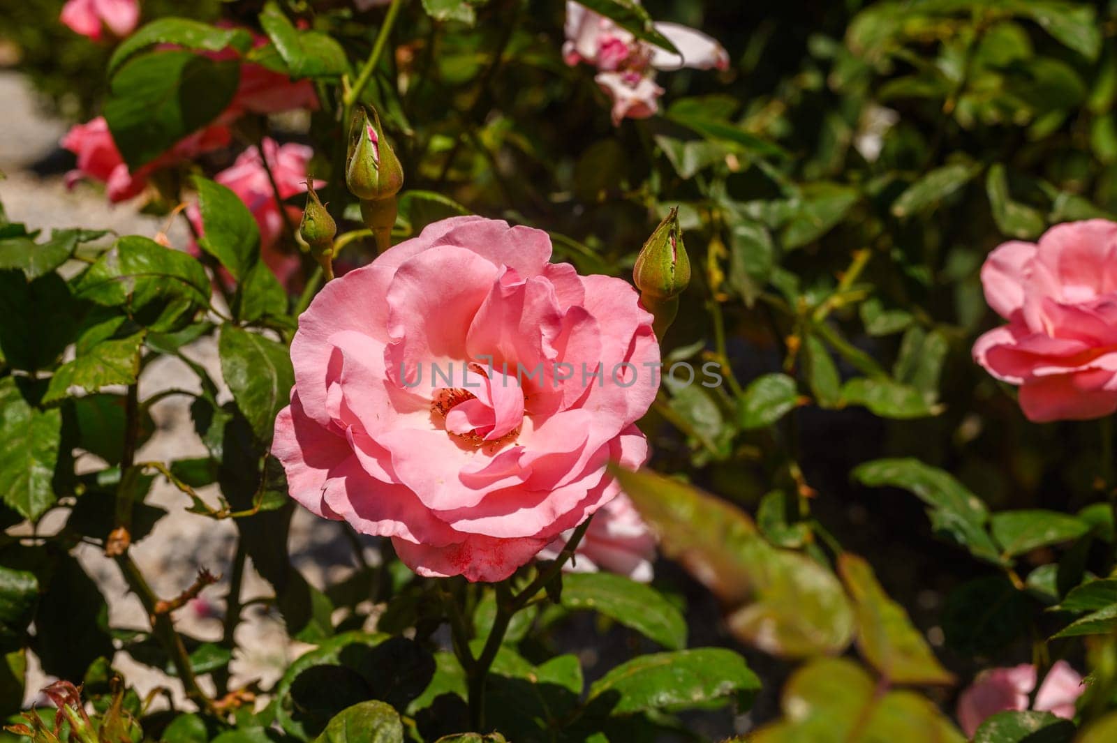 The close-up shot of popular, beautiful and robust variety of pink rose with rounded, pink blooms on long stems in bright sunlight by Mixa74