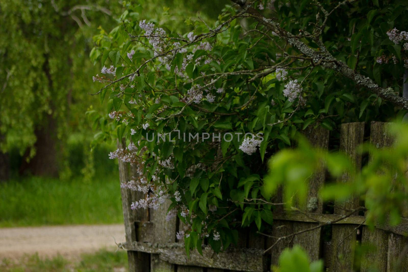 Lilac on a dilapidated fence. High quality photo