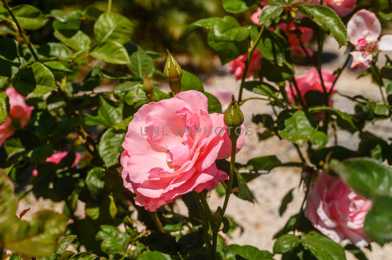 The close-up shot of popular, beautiful and robust variety of pink rose with rounded, pink blooms on long stems in bright sunlight 1 by Mixa74