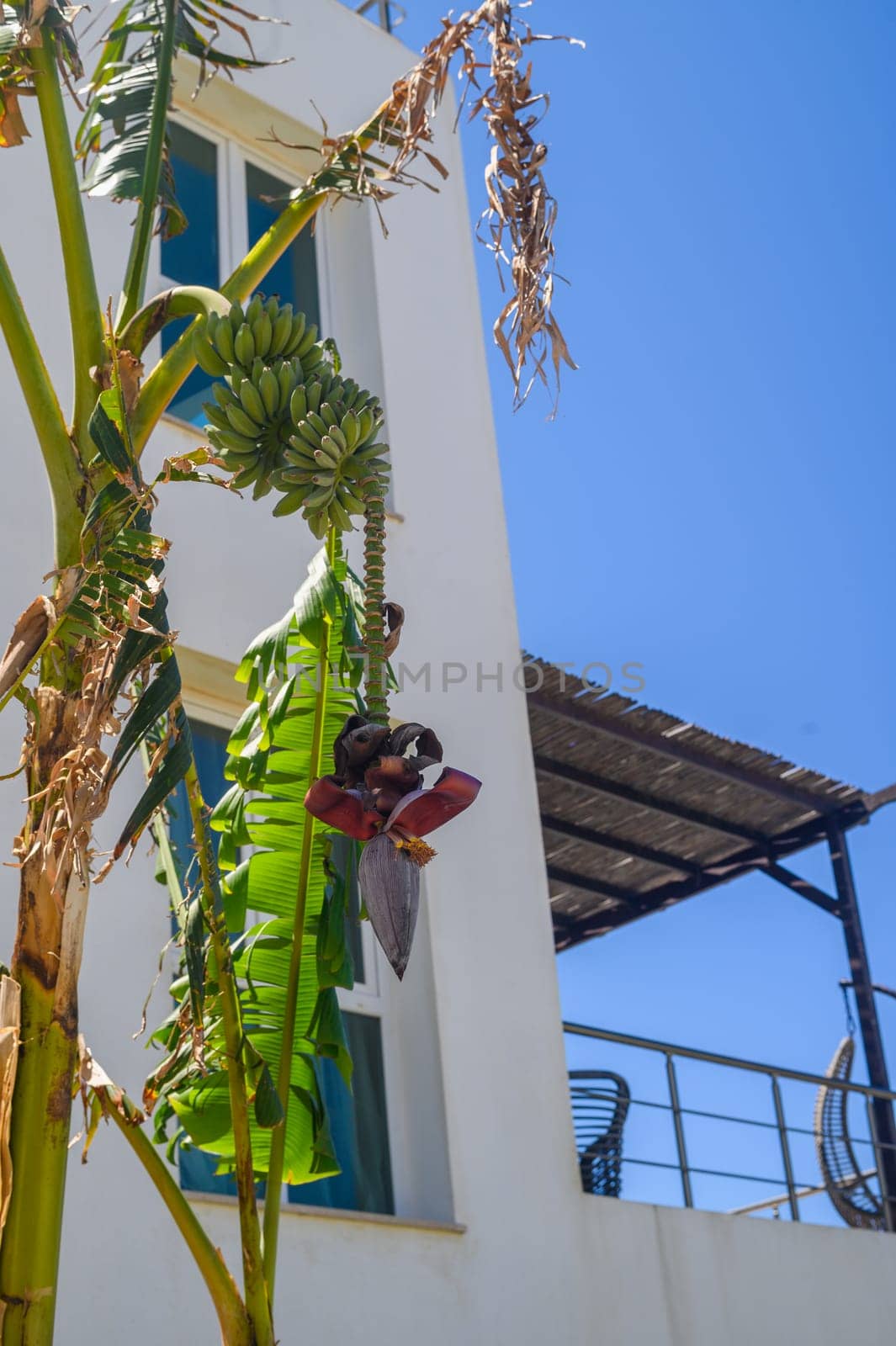 Close-up of banana flowers blooming on a tree 1