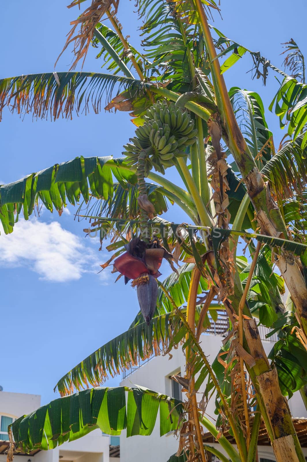 Close-up of banana flowers blooming on a tree by Mixa74