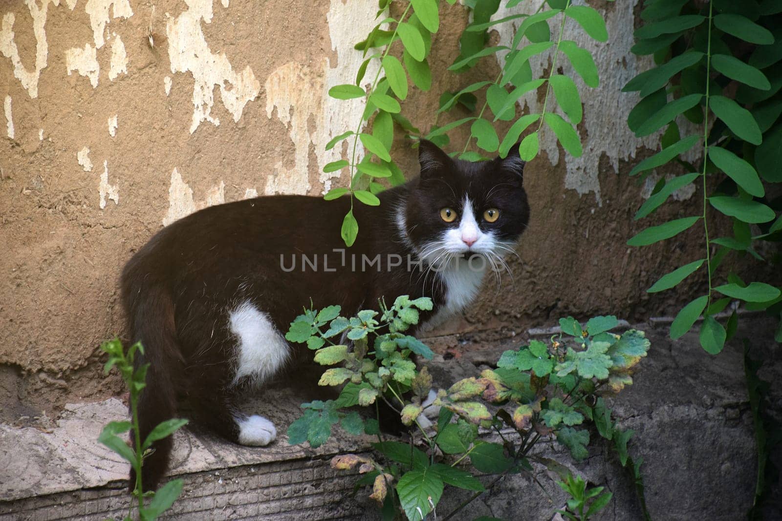 funny cat flying. photo of a playful tabby cat jumping mid-air looking at camera. background with copy by IaroslavBrylov