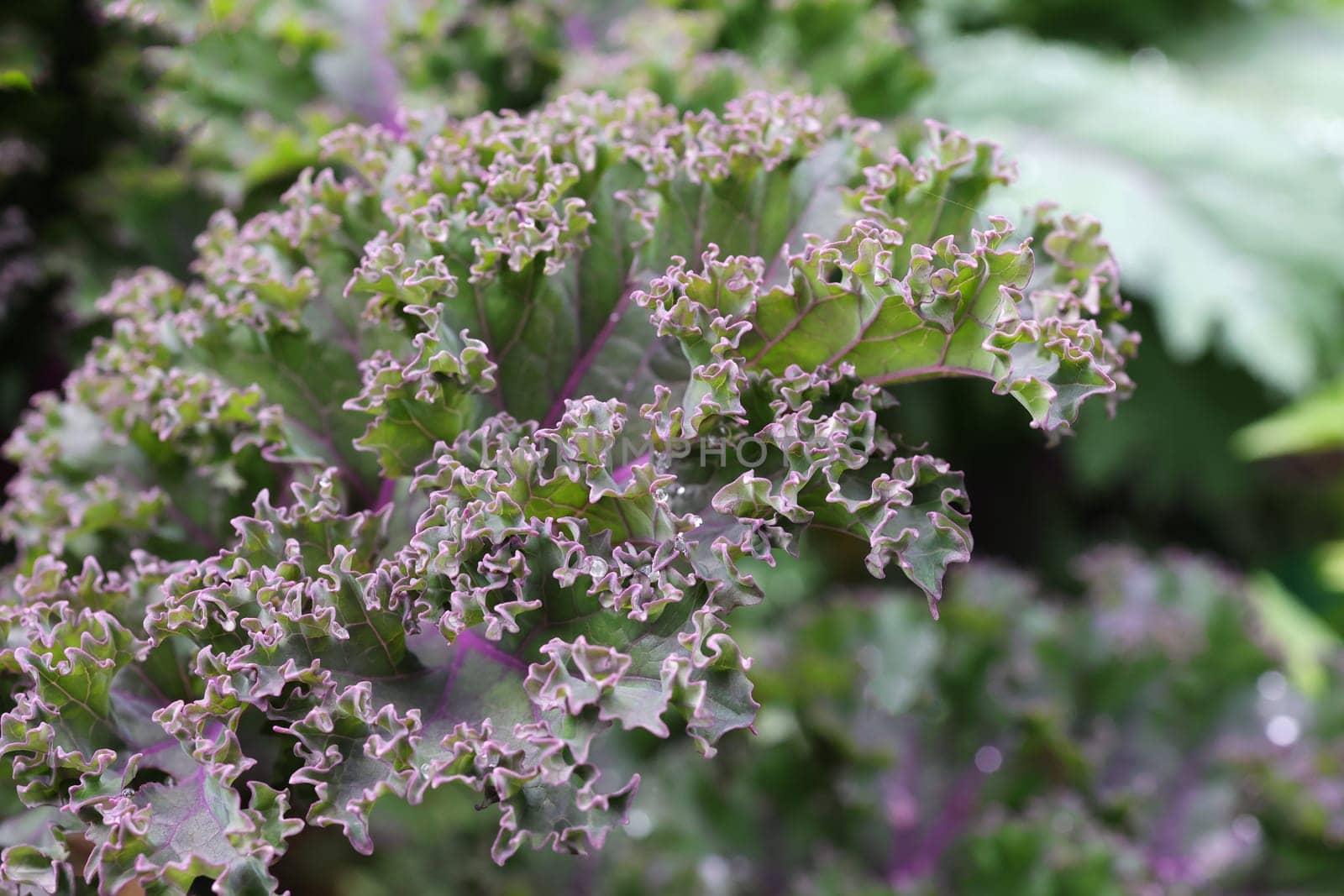 Close up of green curly kale plant in a vegetable garden, Green kale leaves, one of the super foods, beneficial for health lovers. High in antioxidants