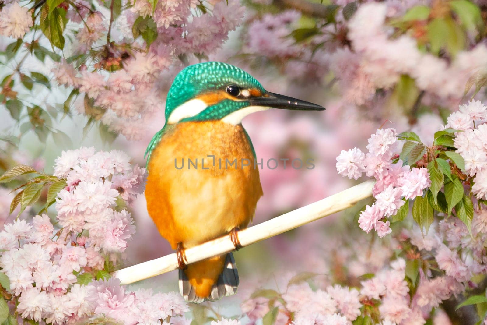 beautiful bird in a blooming tree crown,wild nature