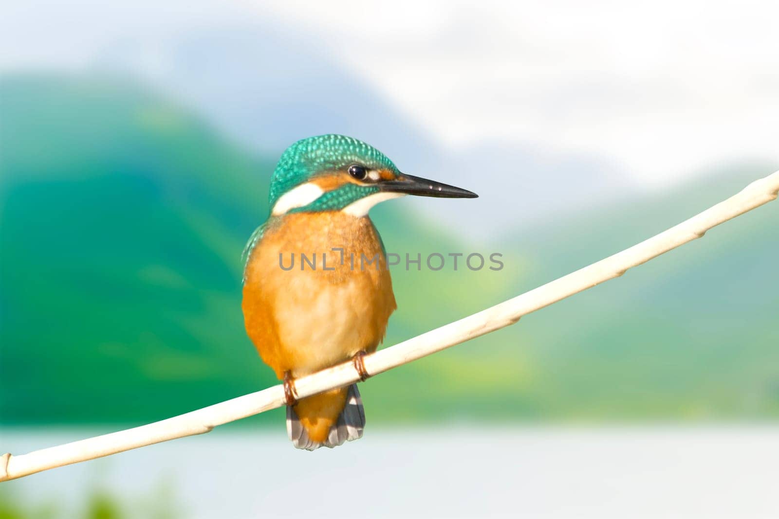 kingfisher sits against the backdrop of mountains and lake,wild nature