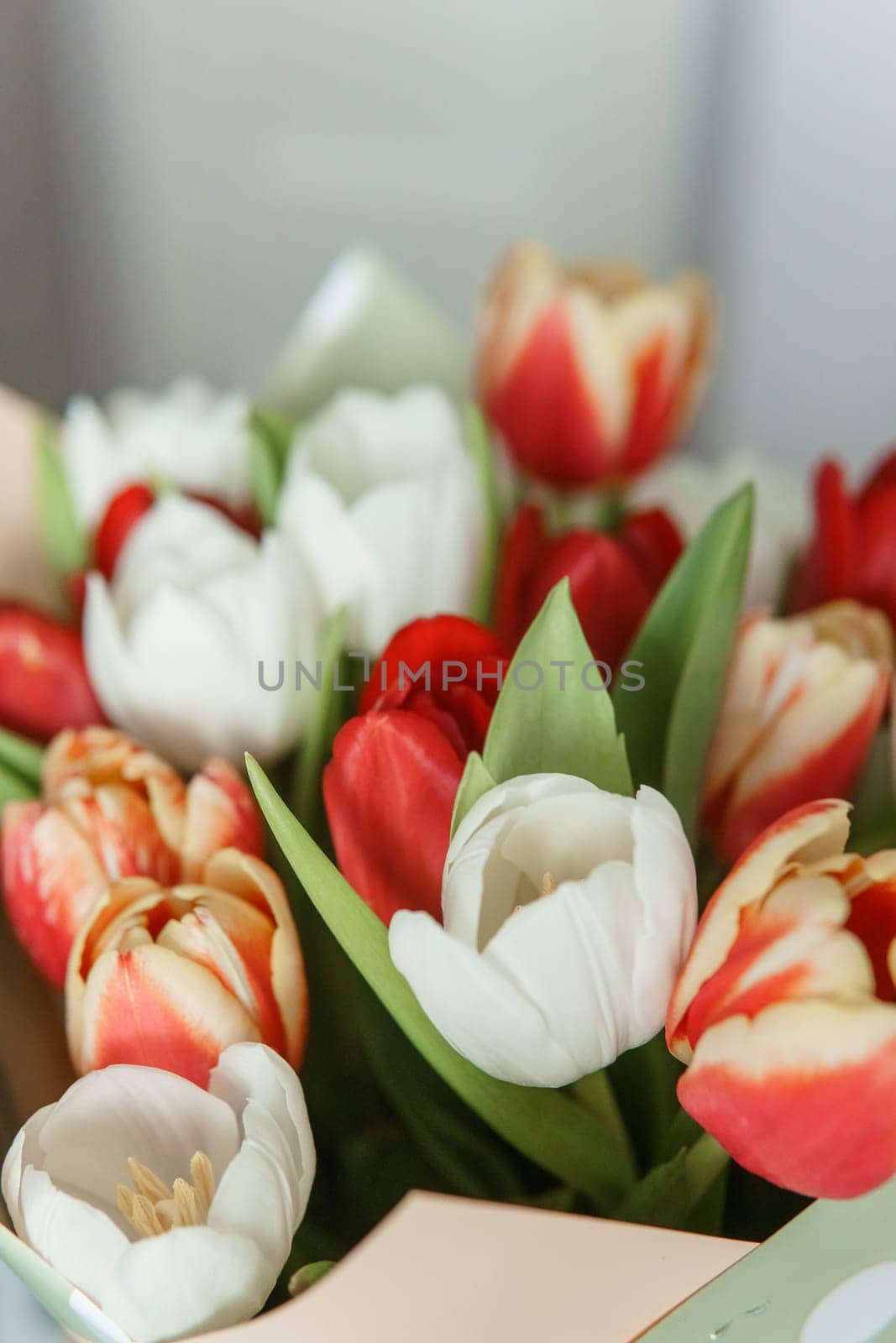 Celebration of Beauty: Tulips in Close-up as a Gift for March 8th