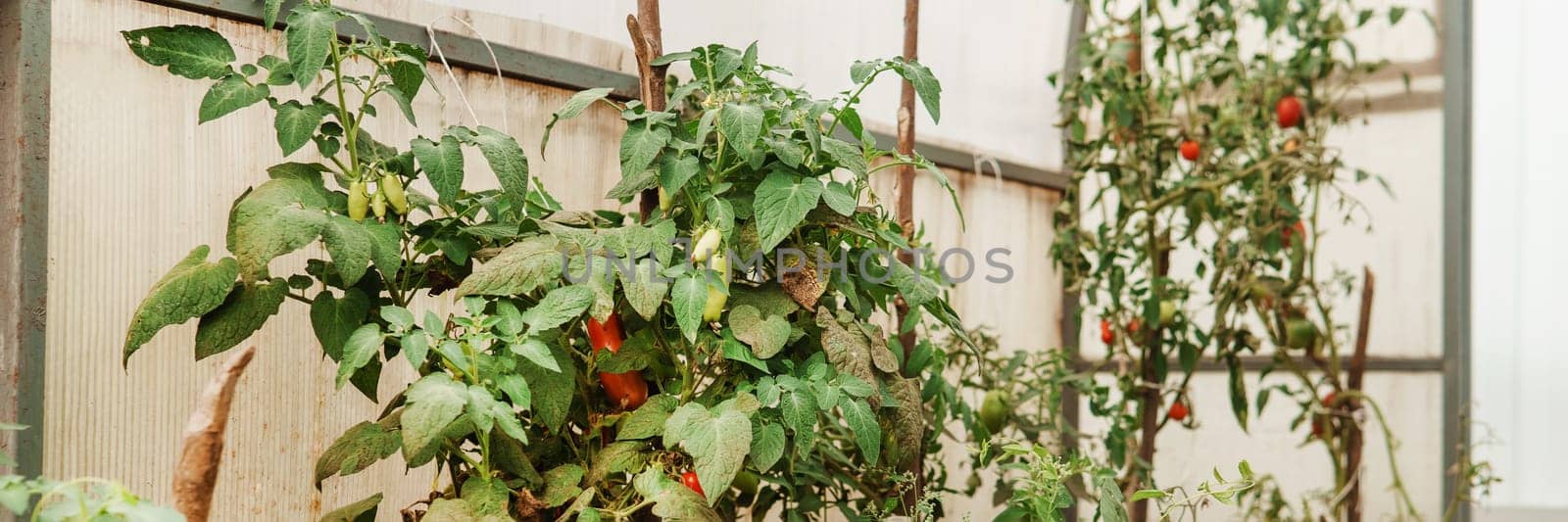 Tomatoes are hanging on a branch in the greenhouse. The concept of gardening and life in the country. A large greenhouse for growing homemade tomatoes