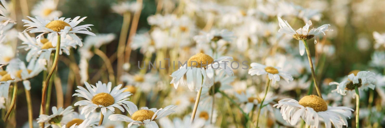 Chamomile flowers in close-up. A large field of flowering daisies. The concept of agriculture and the cultivation of useful medicinal herbs