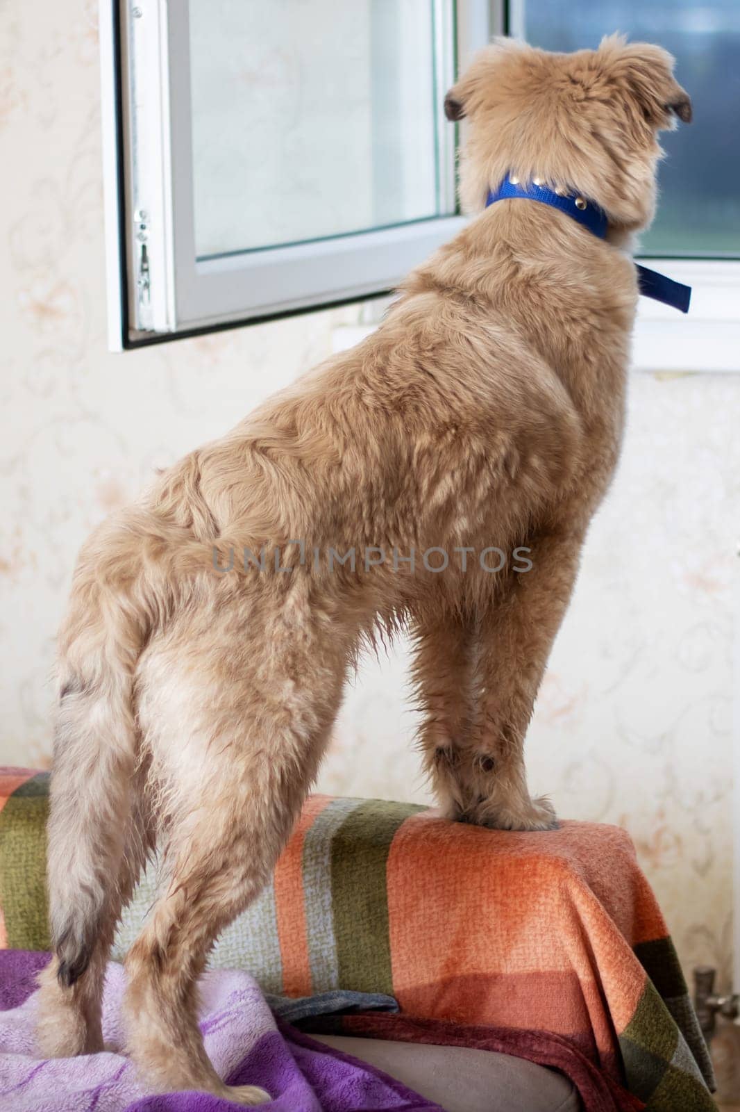 A fawncolored dog from the Sporting Group stands on a wooden couch, wearing a collar, looking out a window. As a carnivore, it is a loyal companion dog with a wagging tail