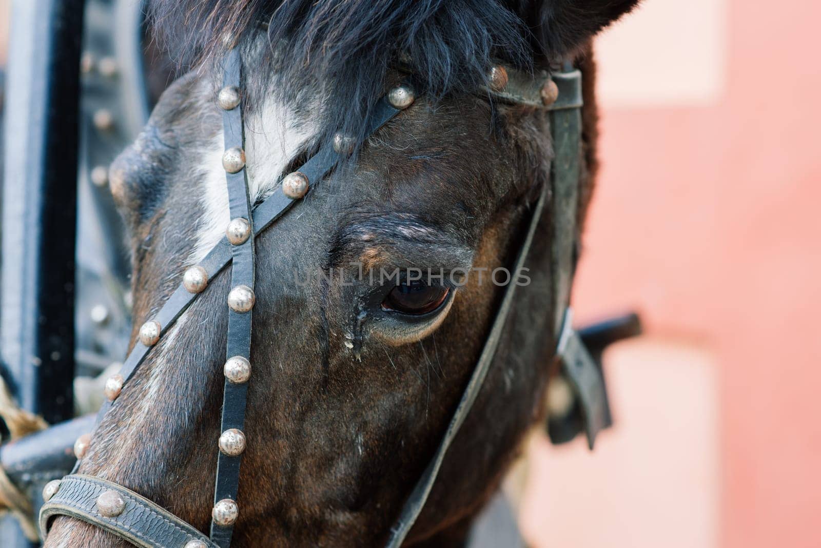 Headshot of purebred horse against natural background at rural ranch on horse show summertime