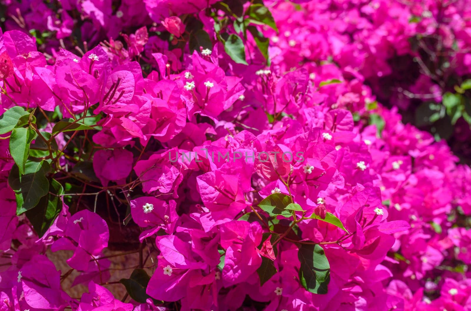 Pink bougainvillea flowers in the park by Mixa74