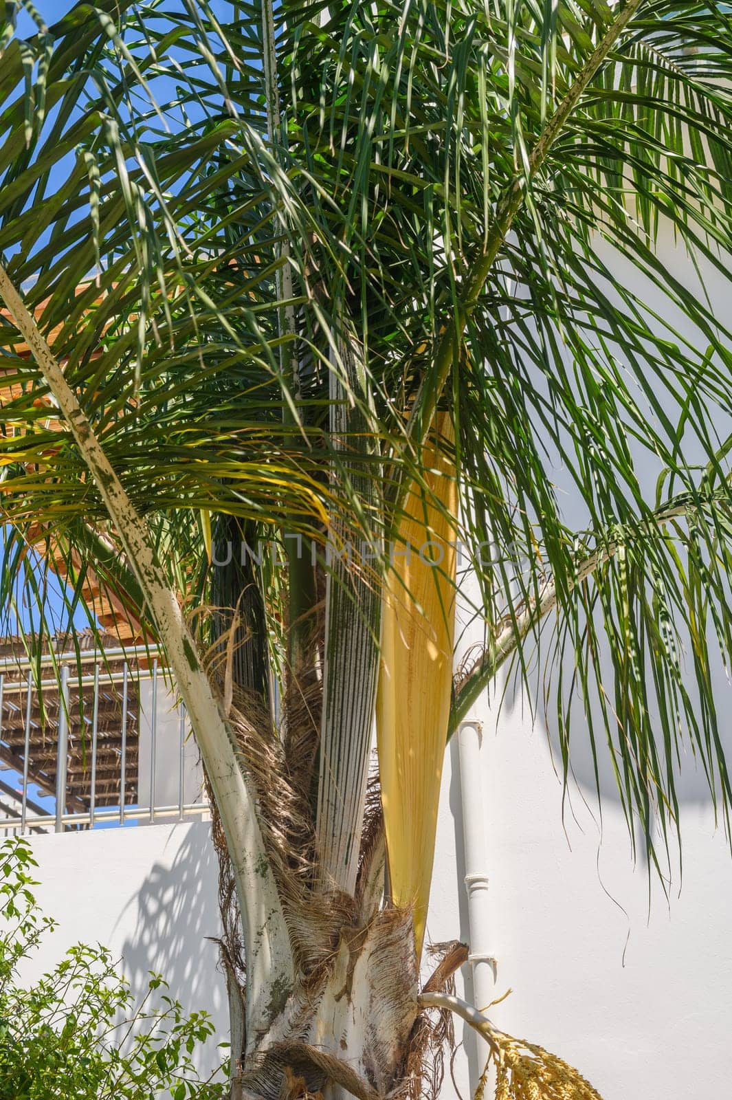 Botanical background with palm trees against white wal