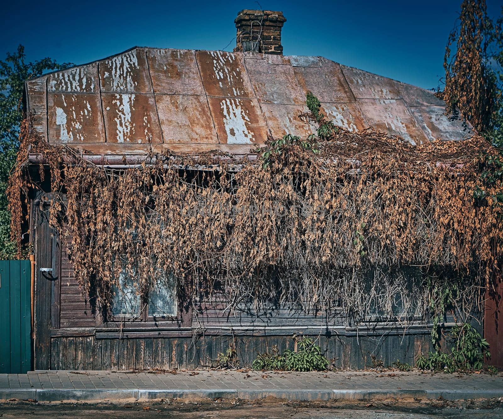 Old wooden house covered with ivy. Dried brown ivy. Entrance to an old house.