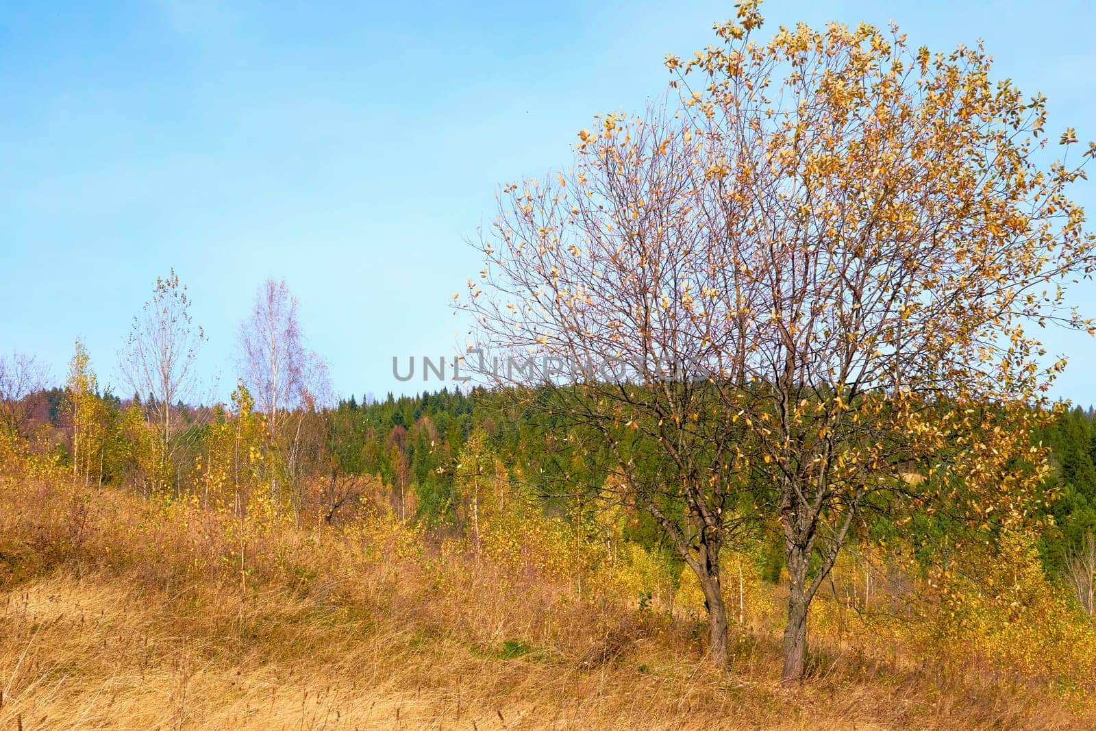 Autumn trees with falling leaves on a rural pasture, withering yellow grass by jovani68