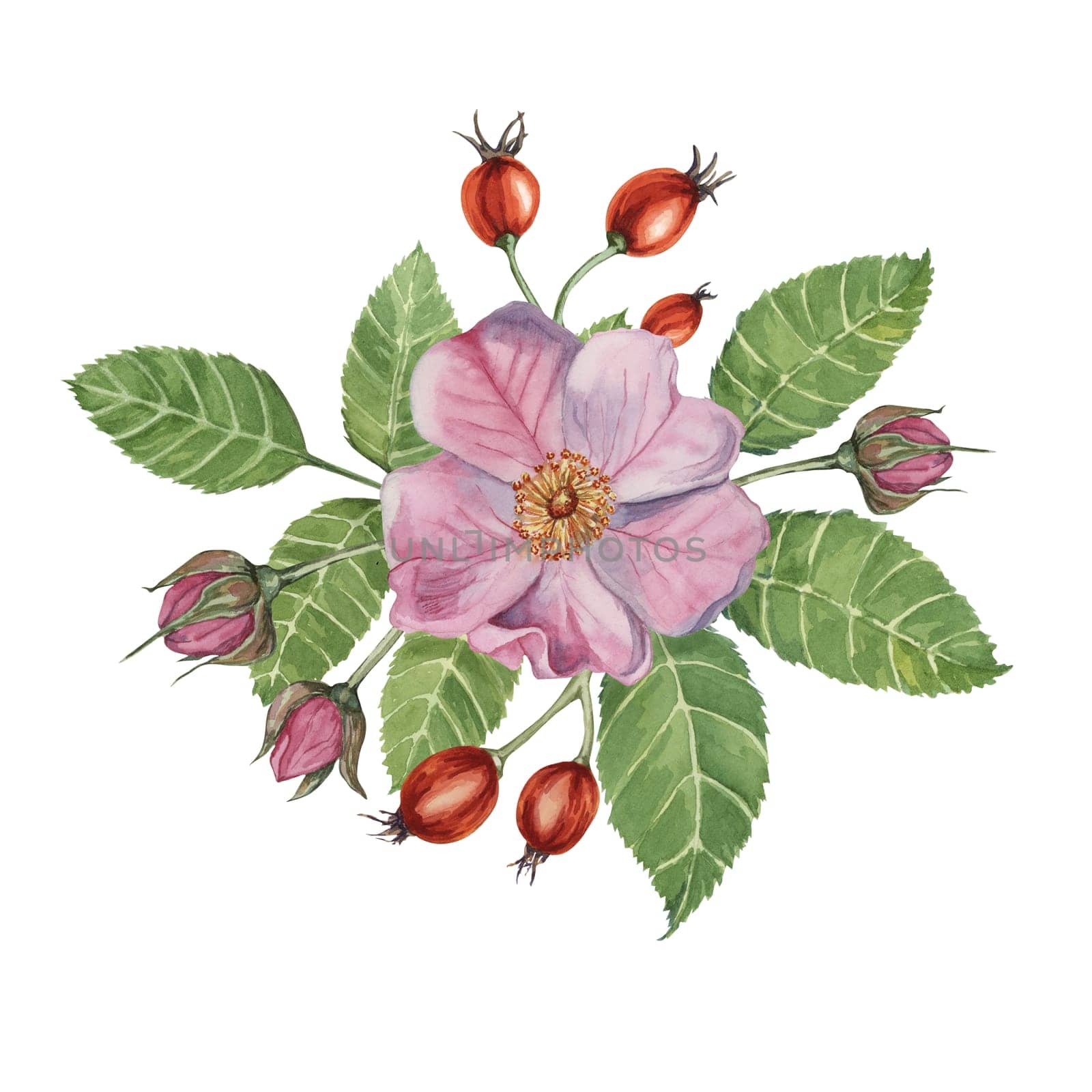 Red rosehip berries and Pink wild roses with buds. Rosa canina flowers in watercolor. Floral clipart for botanical designs, cards, invitations by Fofito