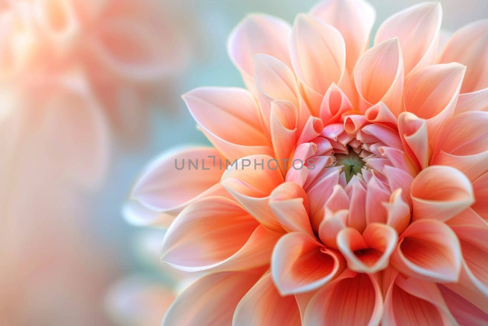 Closeup orange flower in natural beauty with blurred background for travel and nature enthusiasts