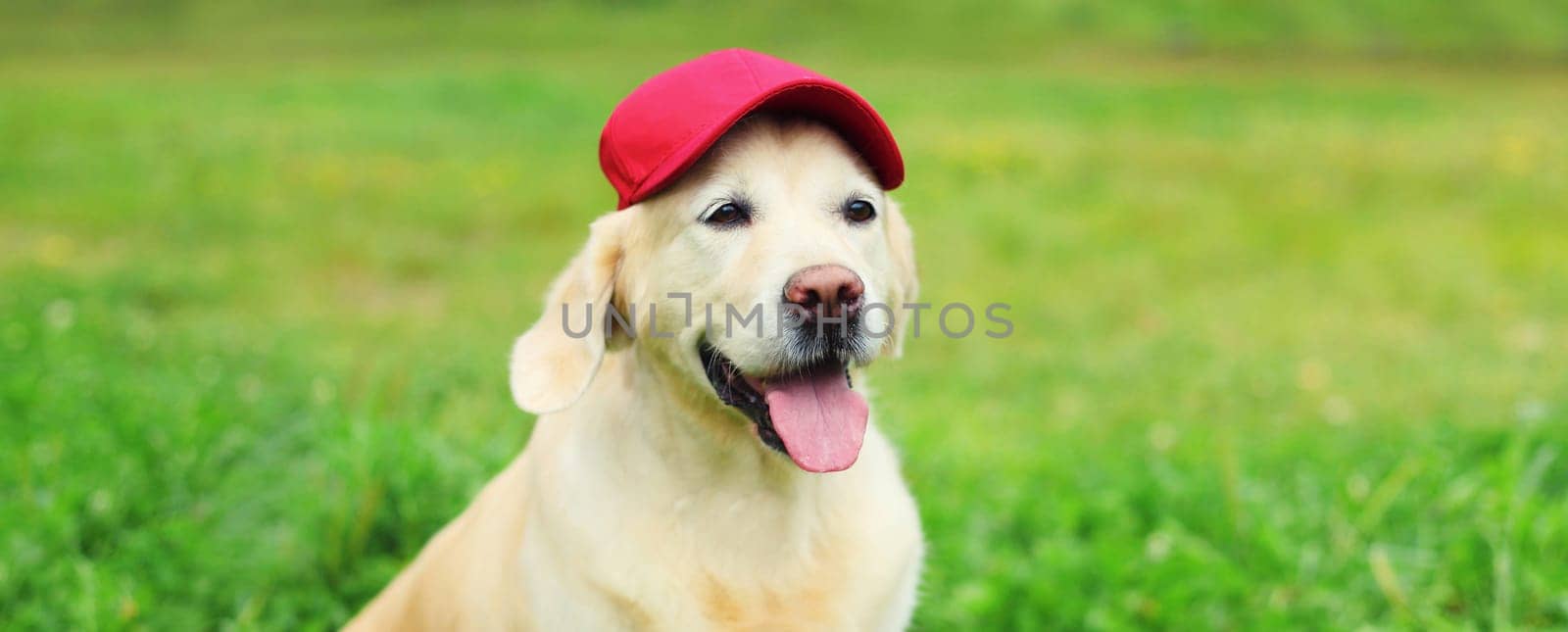 Portrait of Golden Retriever dog in red baseball cap sitting on green grass in summer park