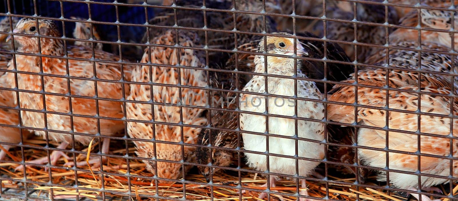 A group of quails huddled together inside a wire mesh cage on a farm. The quails are various shades of brown and white and are standing on a layer of straw. The cage is in need of repair and is rusty.