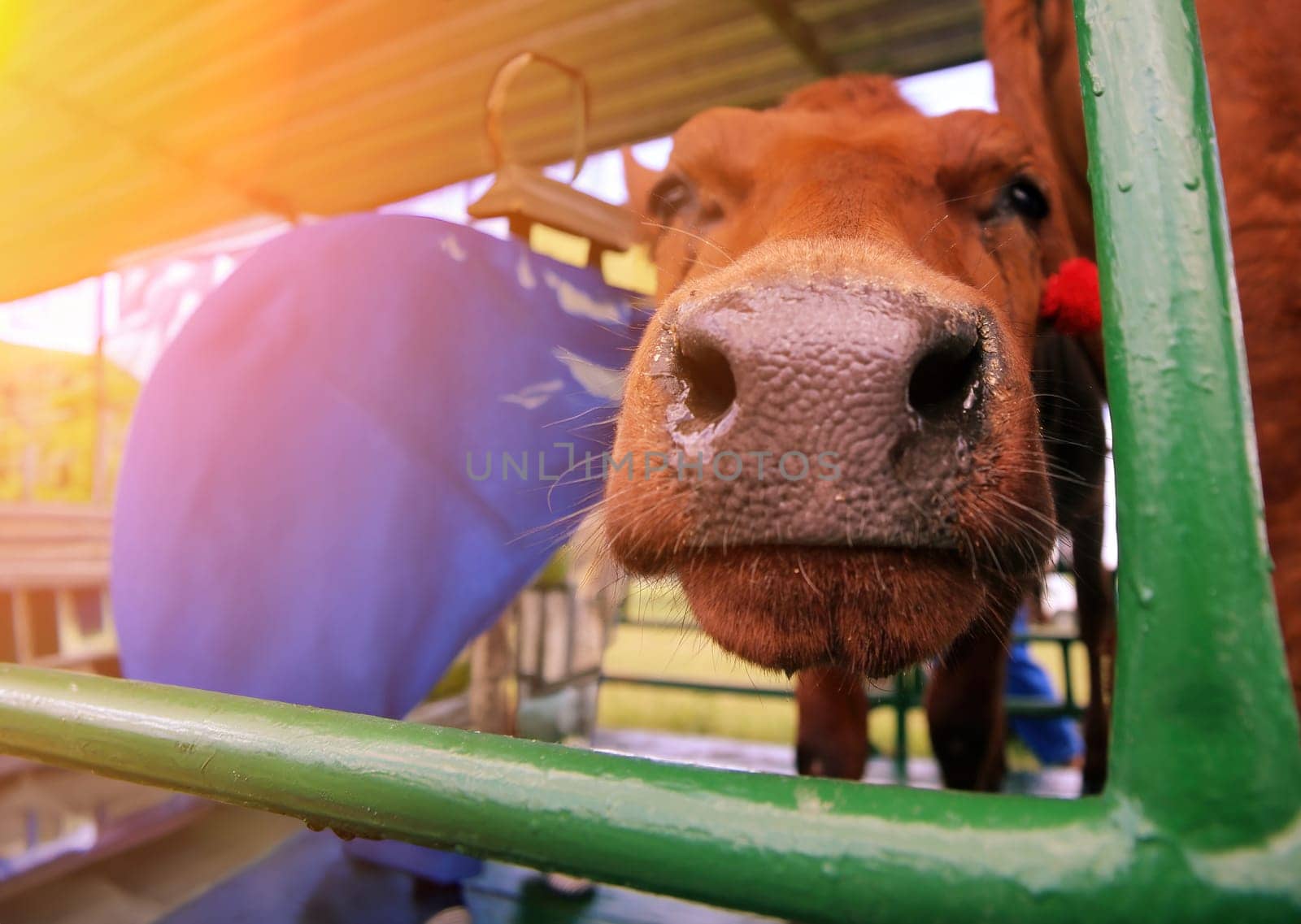 The cow is looking at the camera with a curious expression. It has a brown coat and a white nose. The cow is standing in a pen on a farm. The background is green and out of focus.
