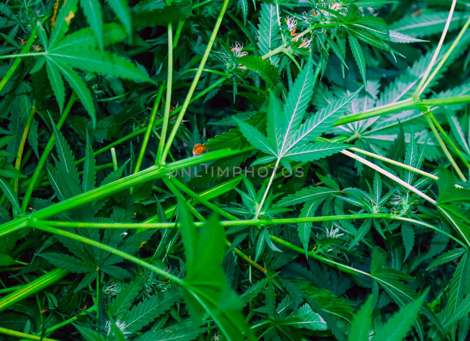 A close-up photograph showcasing the intricate details of cannabis leaves, capturing their vibrant green hue and delicate texture. The image highlights the dense foliage of the plant, creating a sense of abundance and growth.