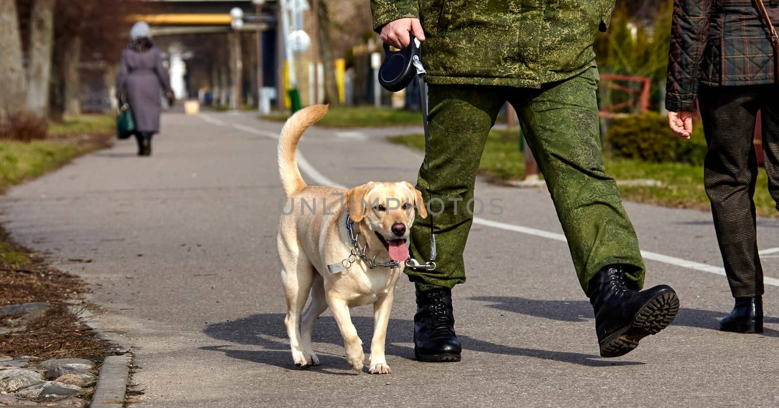 A Golden Labrador Retriever is out for a walk on a paved path in a park, guided by an owner clad in green military-style attire. The dog looks happy and energetic, wagging its tail as it strolls alongside, with other park-goers in the background.