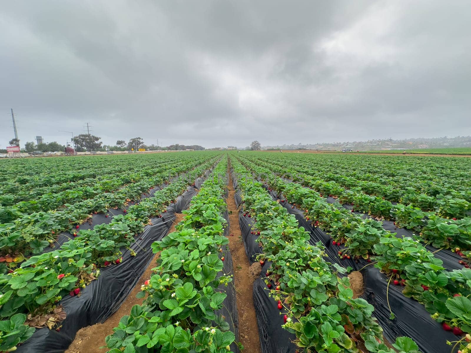 Strawberry picking in strawberry field on fruit farm. Fresh ripe organic strawberry. Family Activity