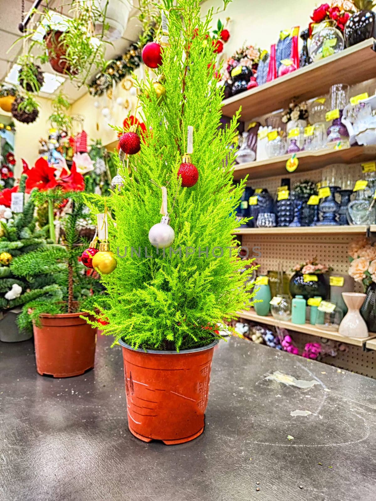 A small green Christmas tree araucaria in Christmas toys on sale in the store by keleny