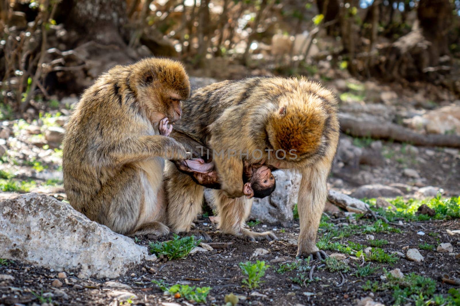 Two Monkeys with Baby in Cedar Forest of Ifrane by LopezPastor