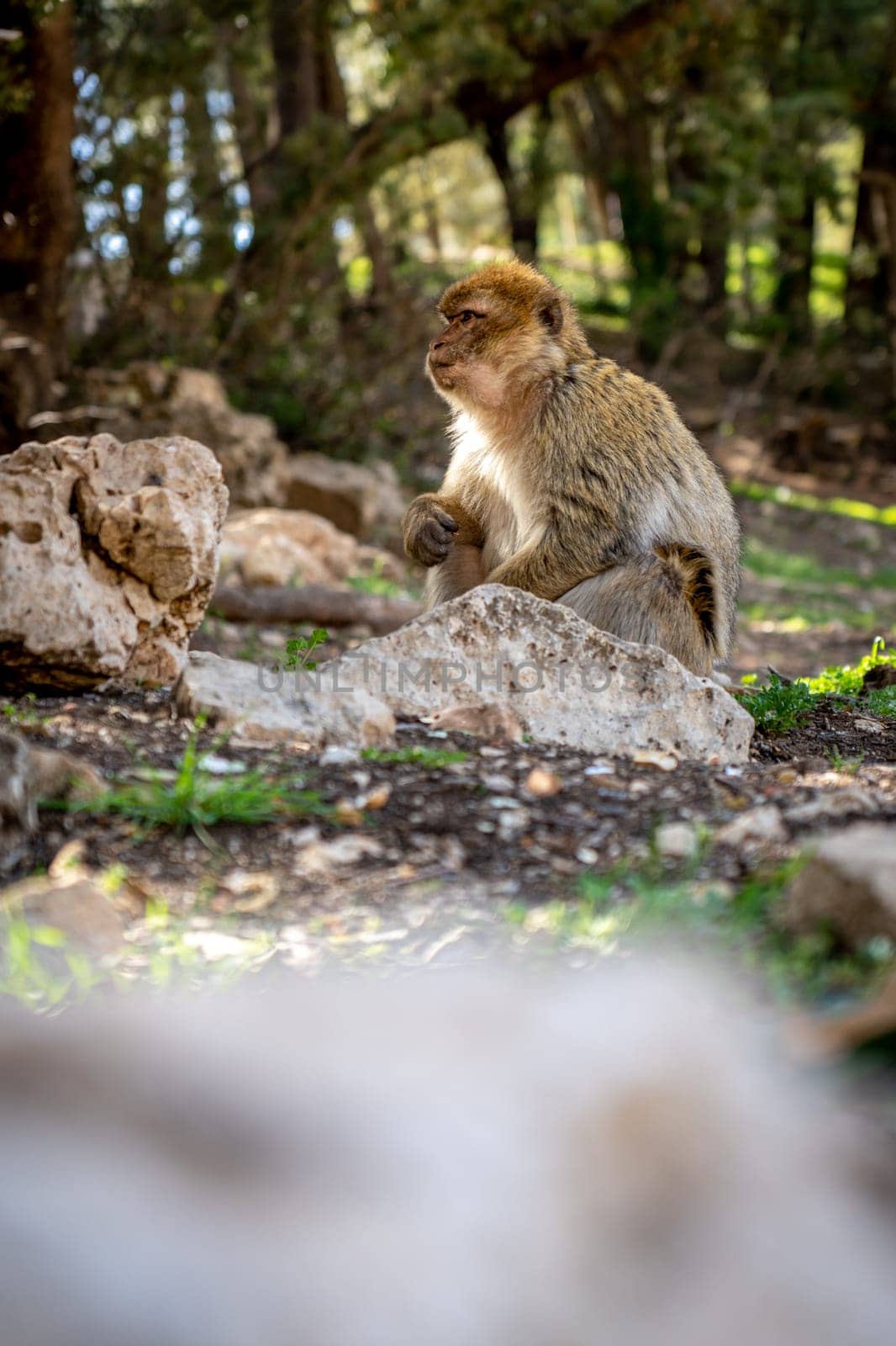 Monkey with Baby in Cedar Forest of Ifrane, Morocco