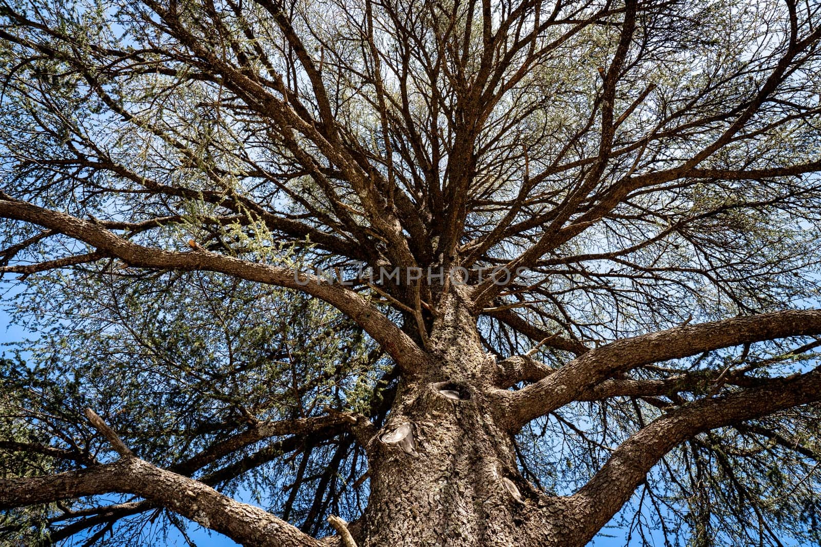 Nadir View of Cedar Tree in Ifrane Forest by LopezPastor