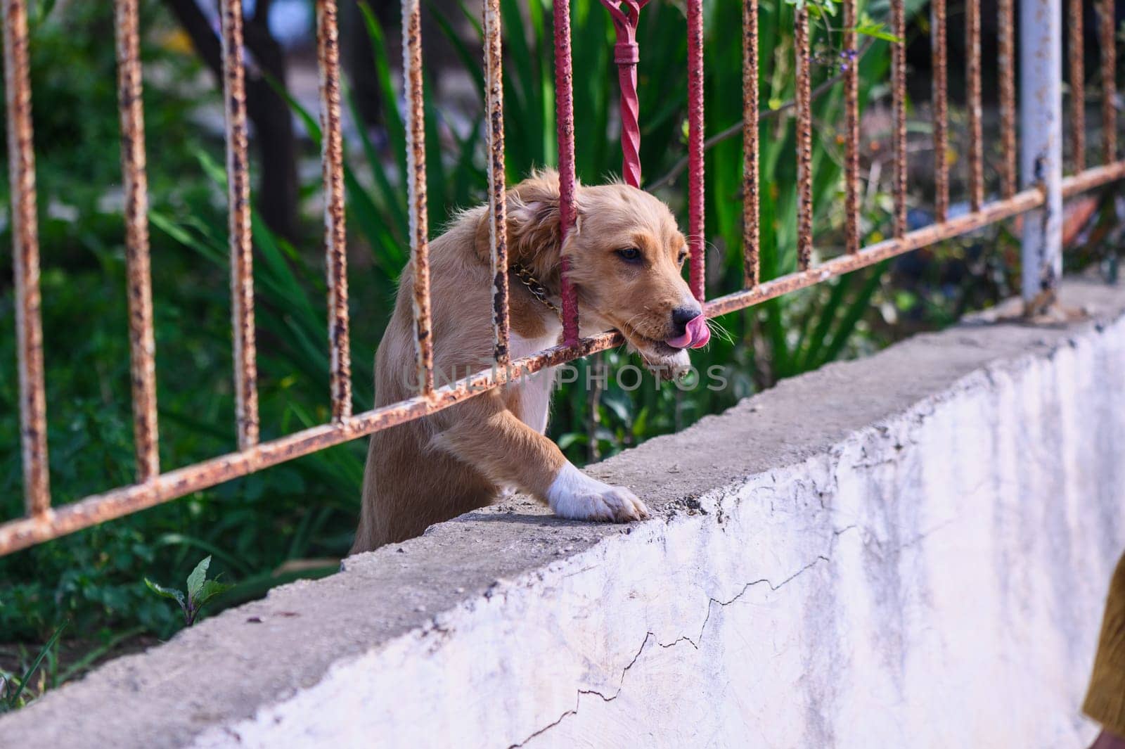 A sad puppy peeks out from behind a fence through a crack