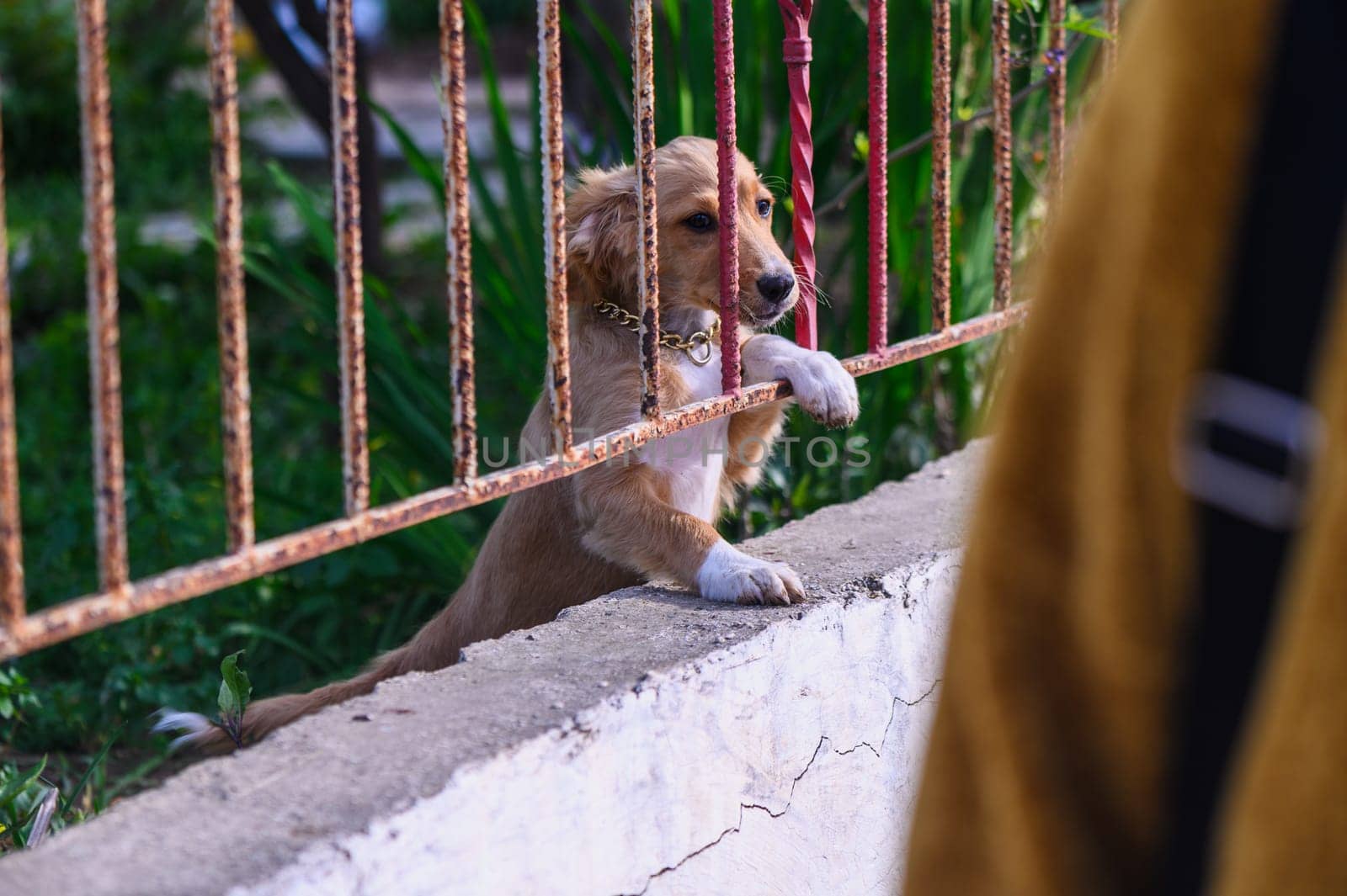 woman petting a small dog over the fence