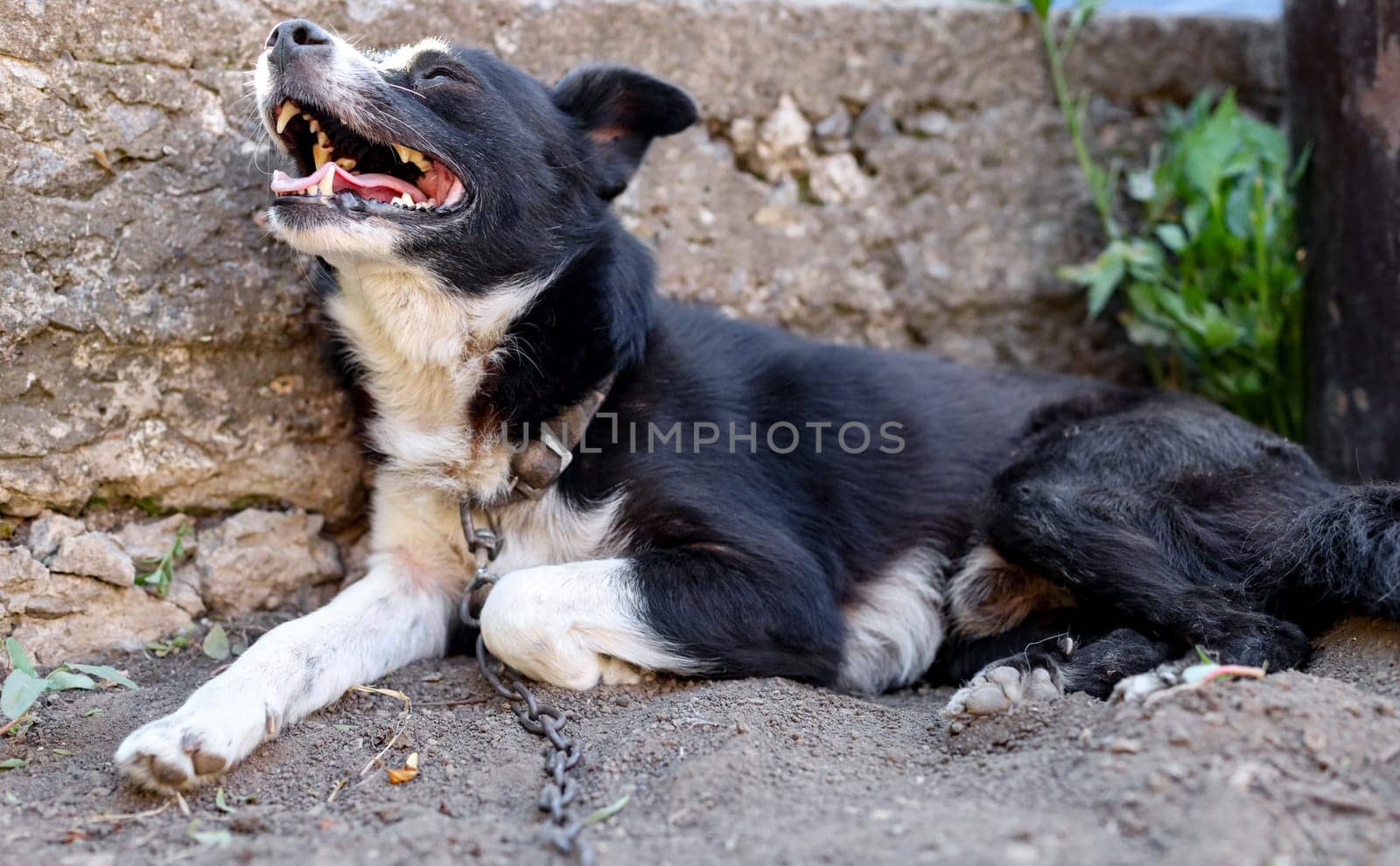 A portrait of one yard dog on a chain with black and white spots lies on the ground with his mouth open and his tongue hanging out from the heat on the street on a sunny summer day, bottom side view close-up. Concept heat wave, climate change.