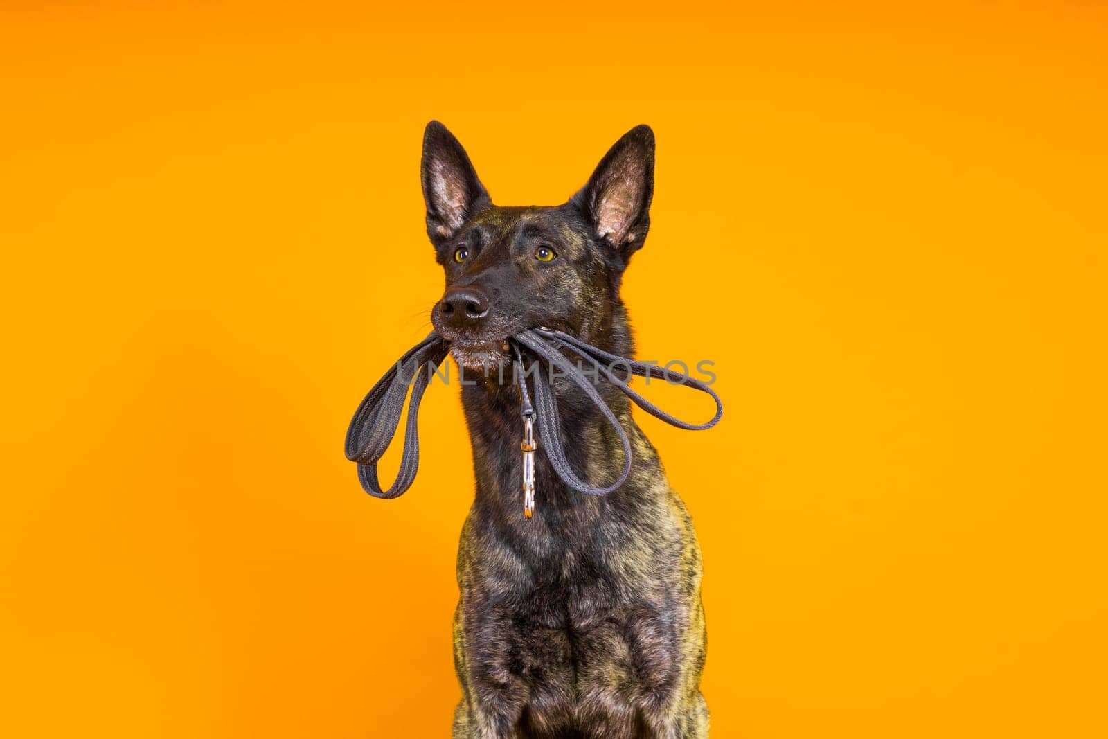 Dutch shepherd dog and leash in the teeth, studio shot by Zelenin