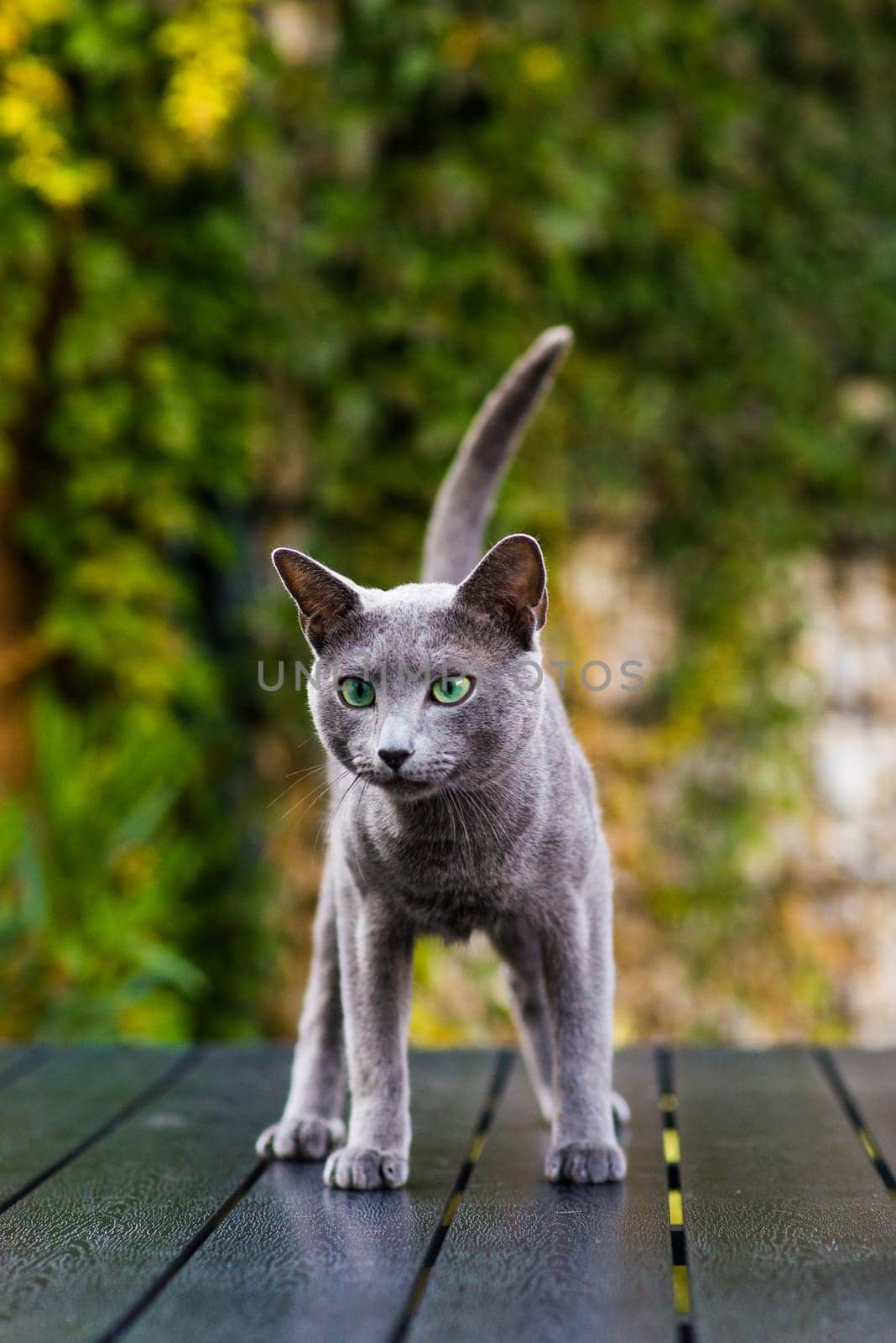 Blue cat sitting on wooden table with green background, sitting in a garden.