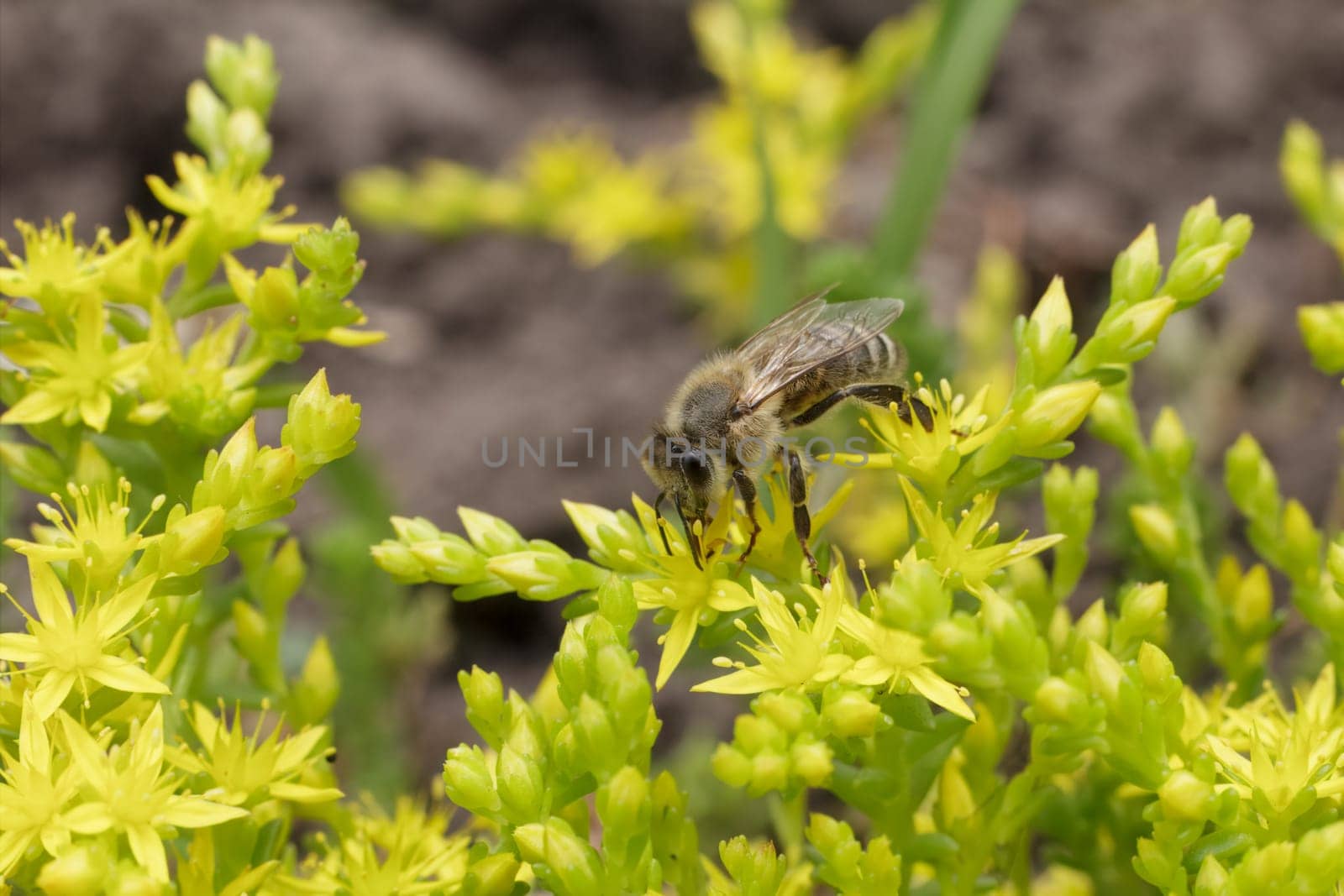 Close-up blooming Sedum acre Aureum with a bee gathering pollen from a flower. Honey plant.