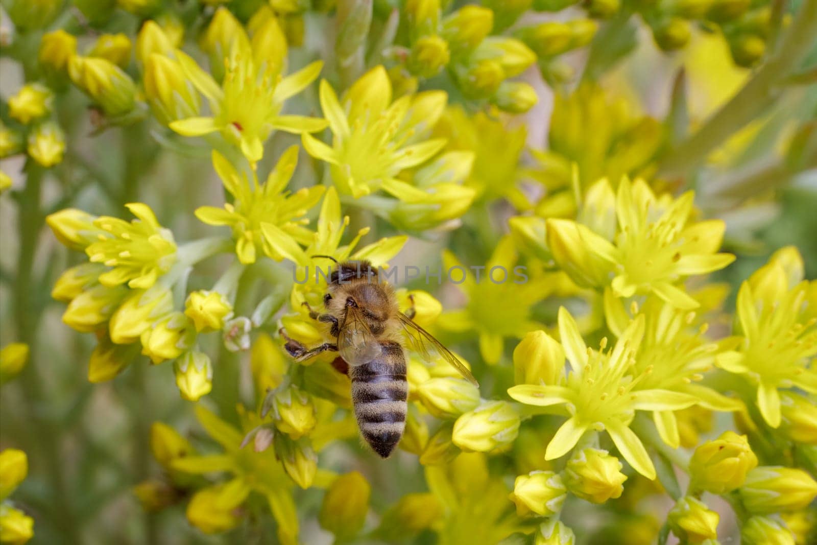 Close-up blooming Sedum acre Aureum with a bee gathering pollen from a flower. Honey plant.