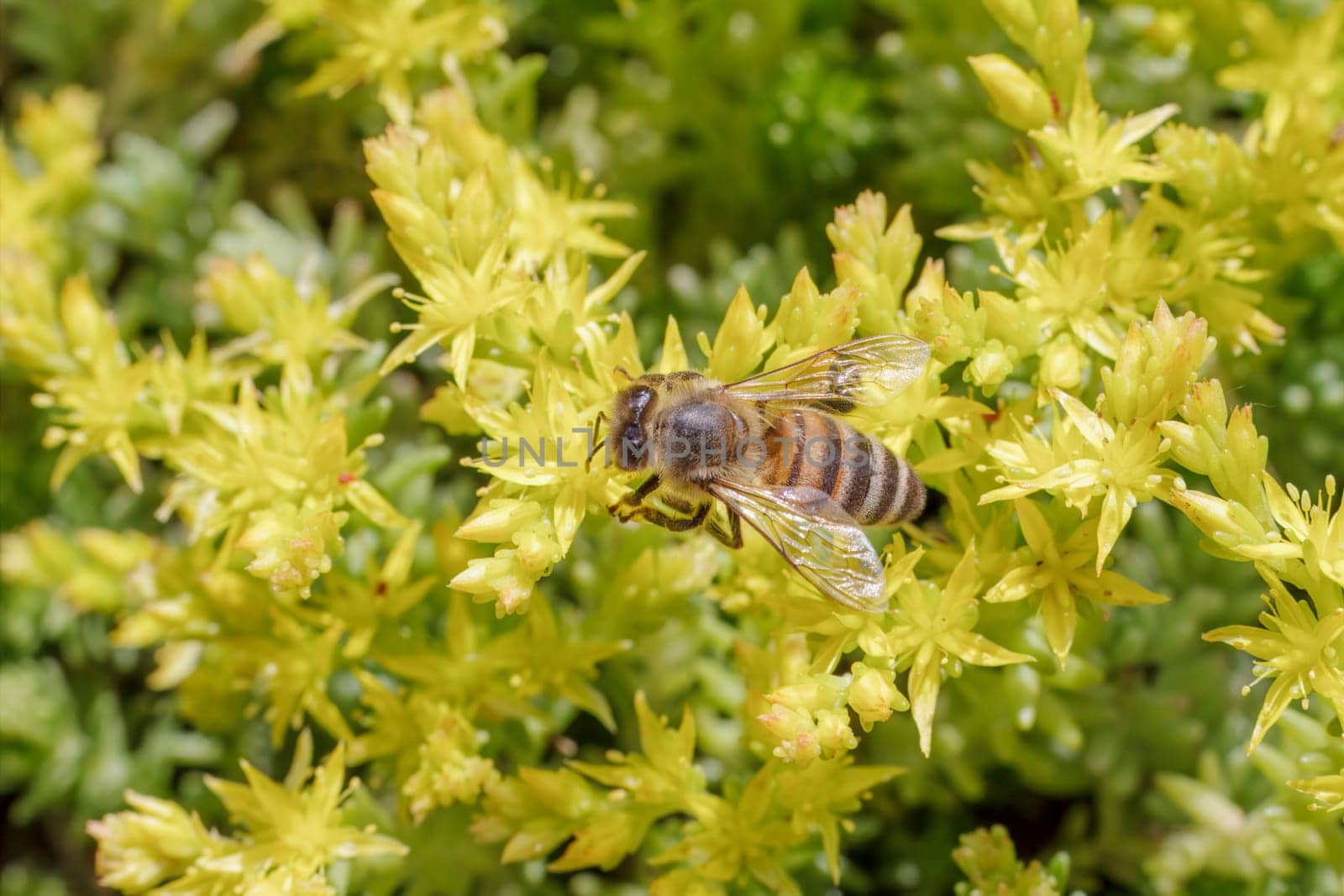 Close-up blooming Sedum acre Aureum with a bee gathering pollen from a flower. Honey plant.