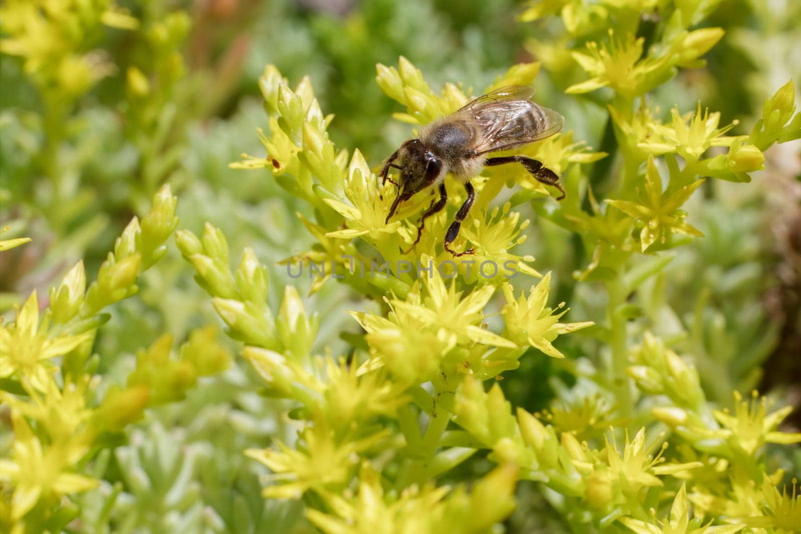 Close-up blooming Sedum acre Aureum with a bee gathering pollen from a flower. Honey plant.