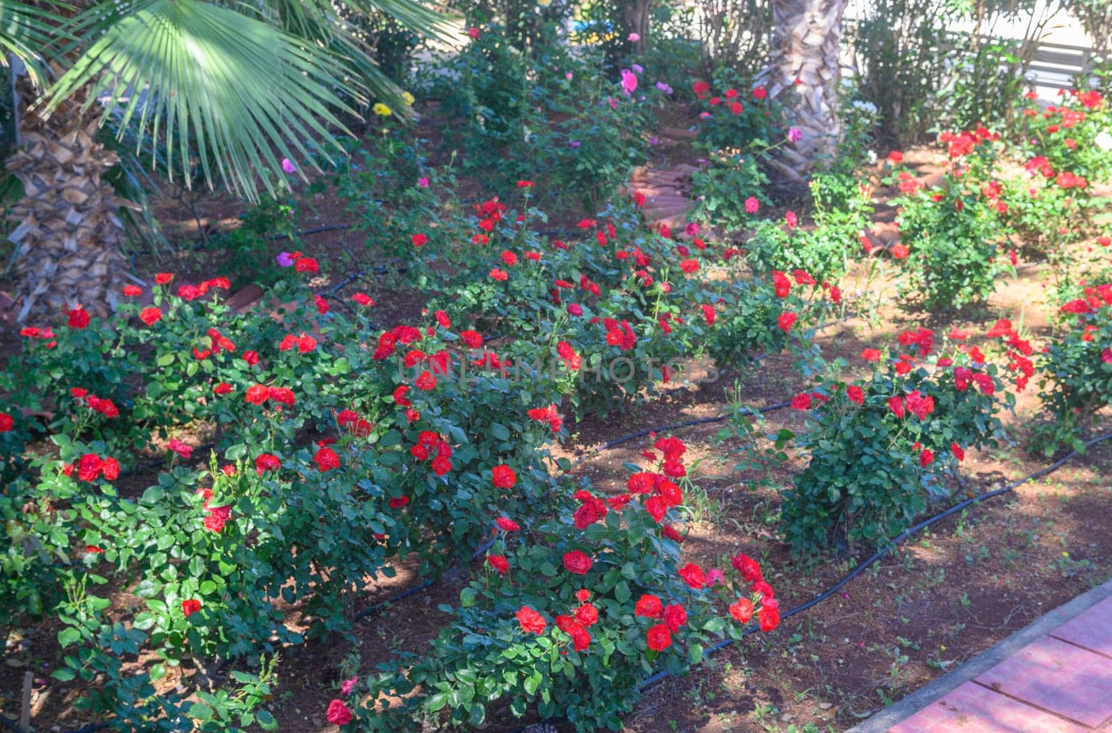 geranium blooms outdoors under date palms by Mixa74