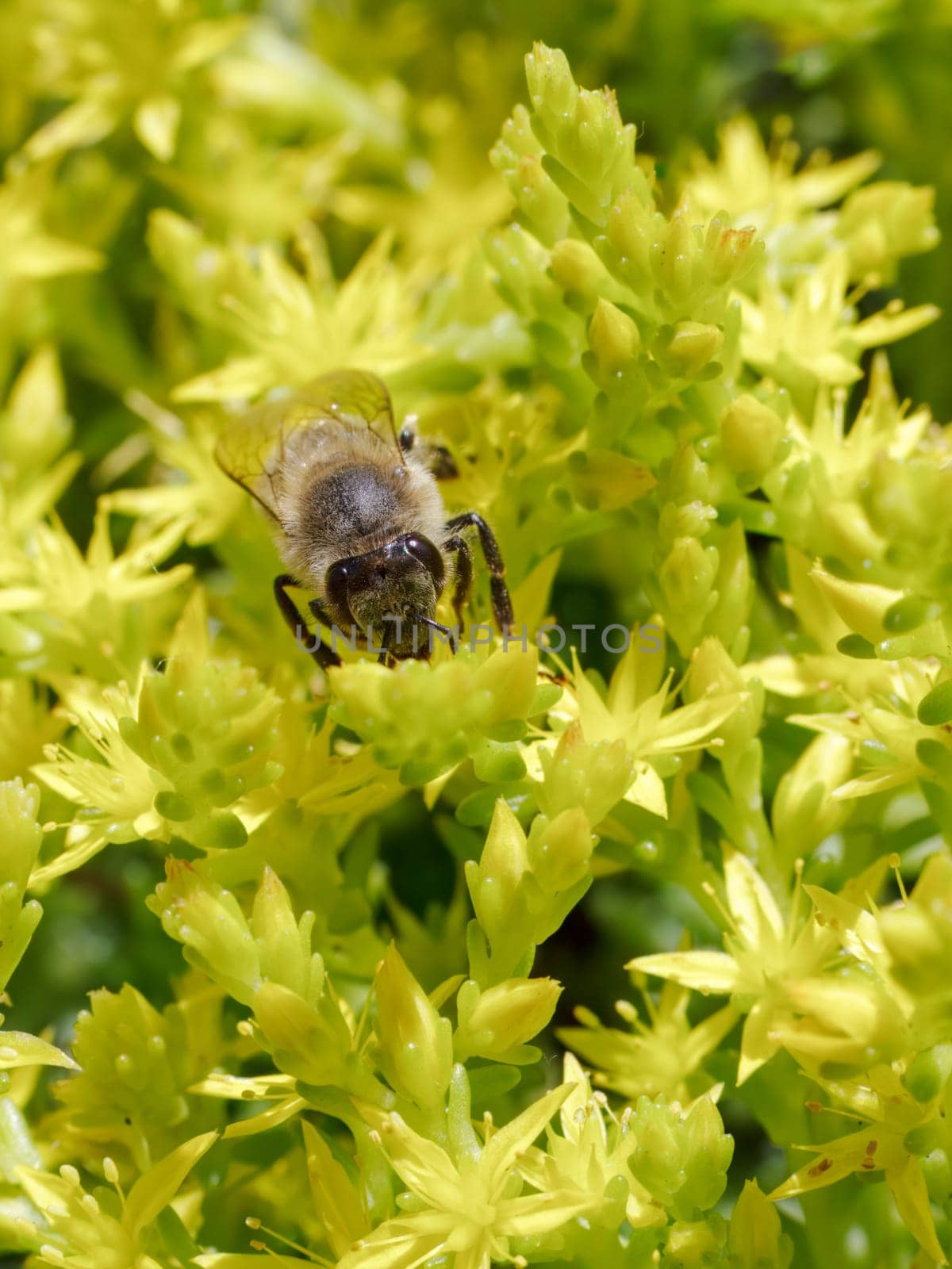 Close-up blooming Sedum acre Aureum with a bee gathering pollen from a flower. Honey plant.