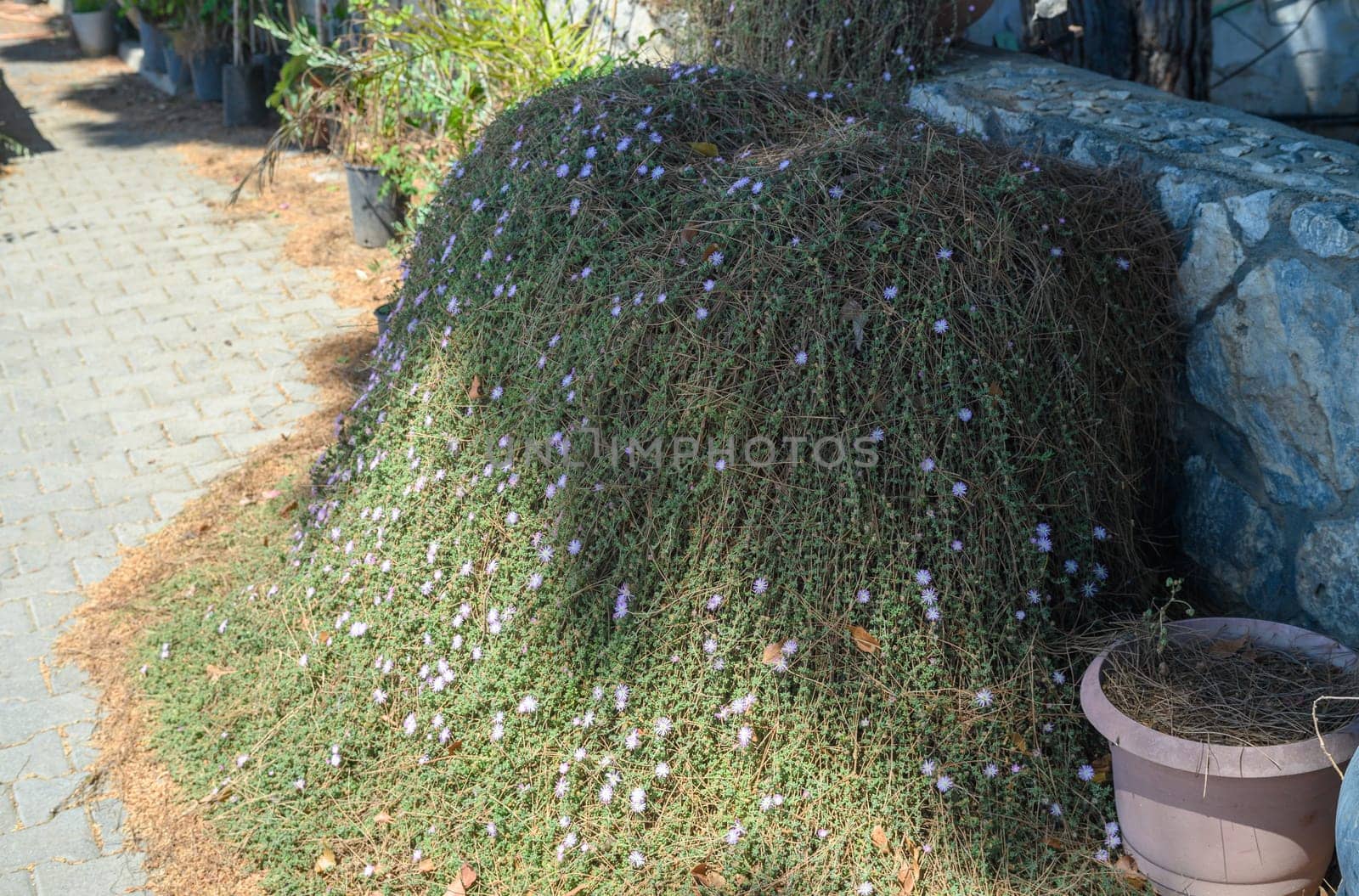 a large bush shaped like a beard in a village in Cyprus by Mixa74