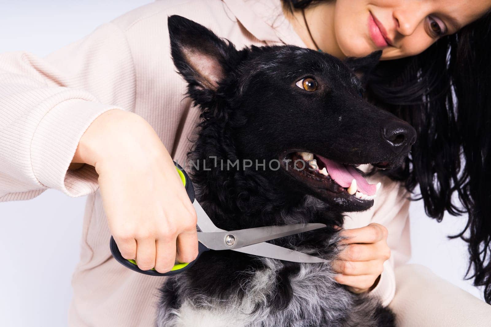 Pet groomer grooming mudi dog in studio. Professional animal hygiene and healtcare service