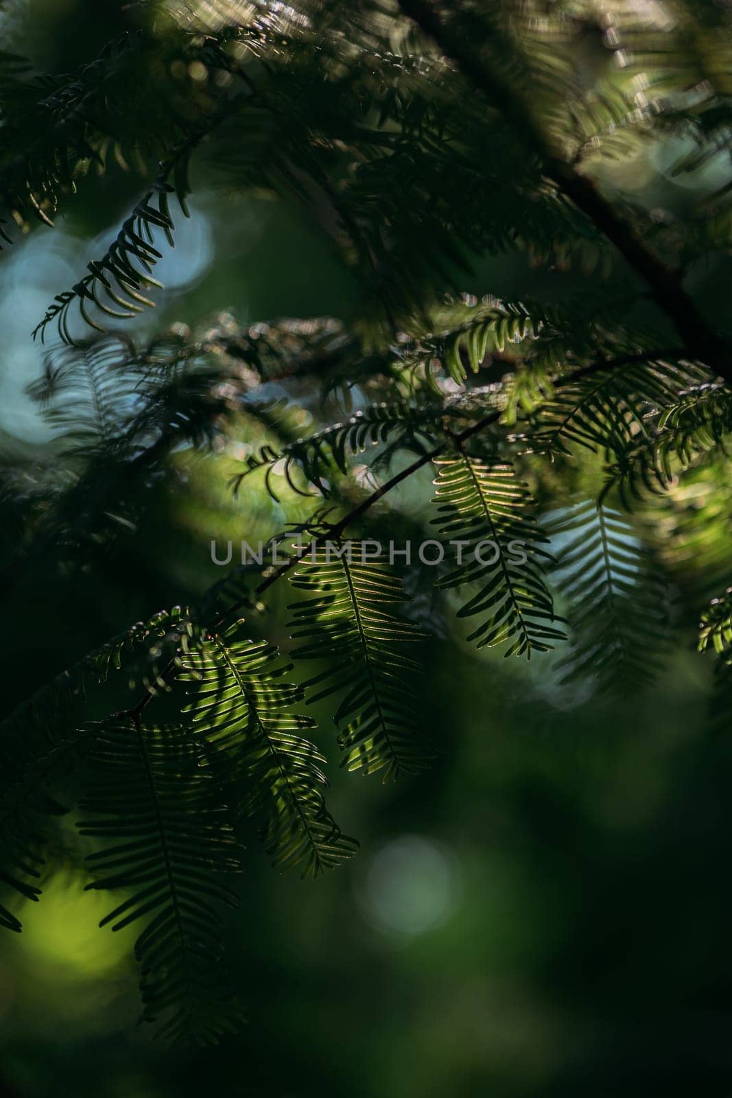 Close-up of green leaves softly lit by sunlight, creating a peaceful and calming atmosphere in a forest environment.