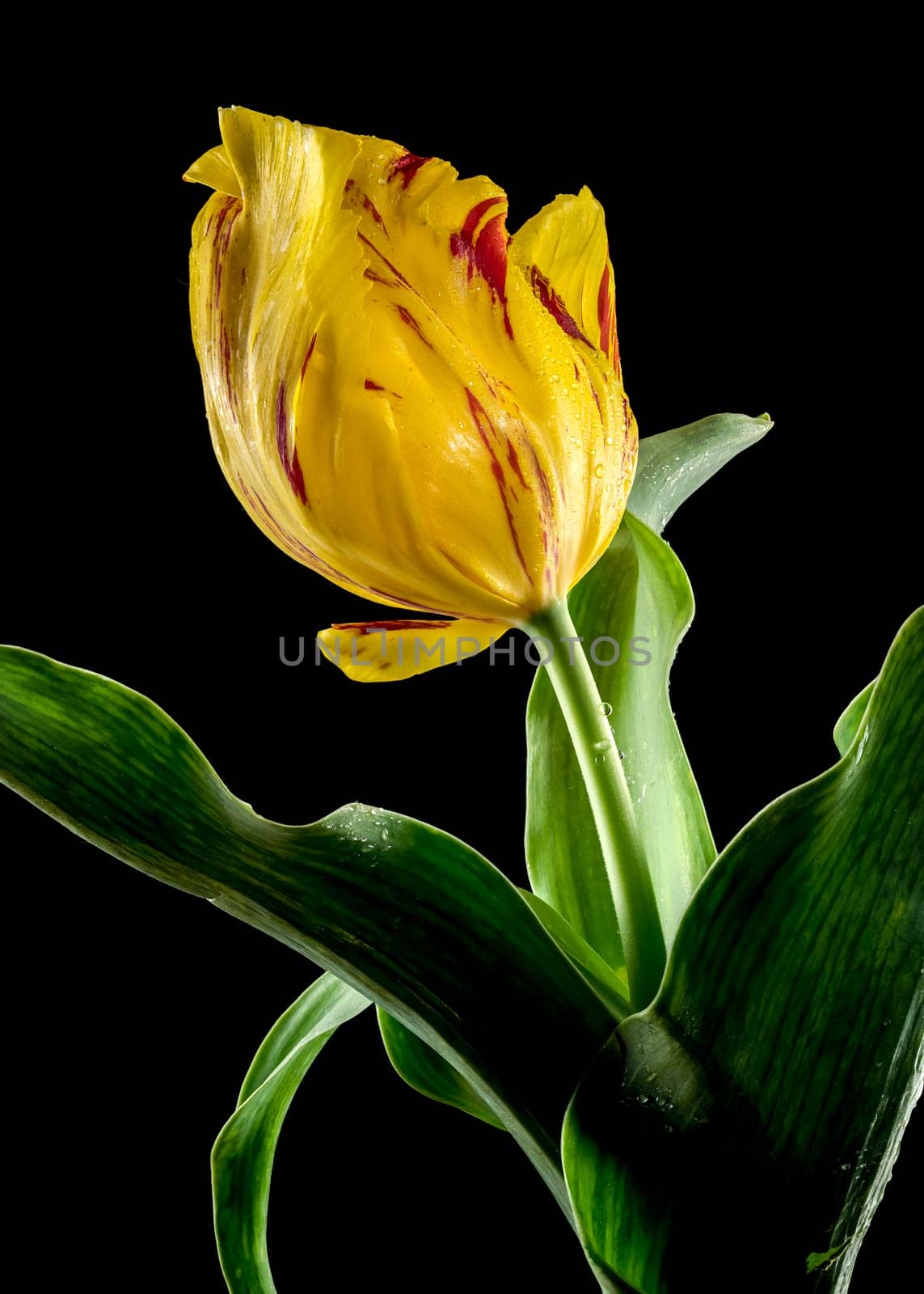 Beautiful yellow Tulip La Courtine Parrot flower isolated on a black background. Flower head close-up.