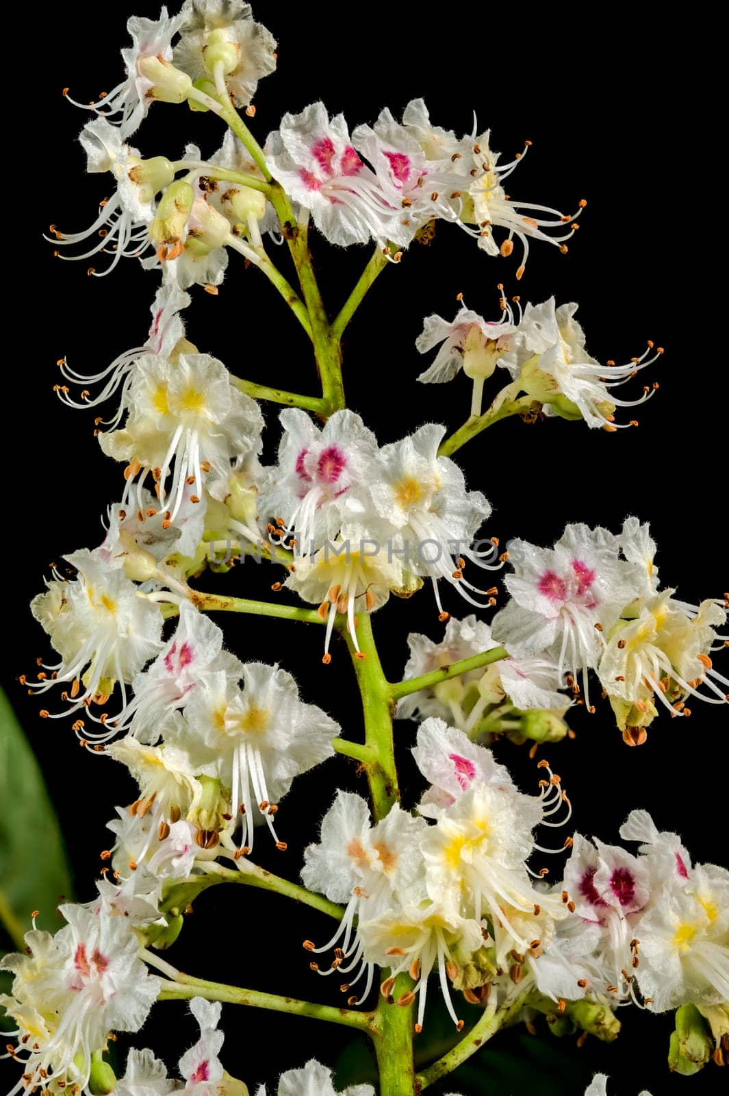 Beautiful white horse chestnut tree blossoms isolated on a black background. Flower head close-up.
