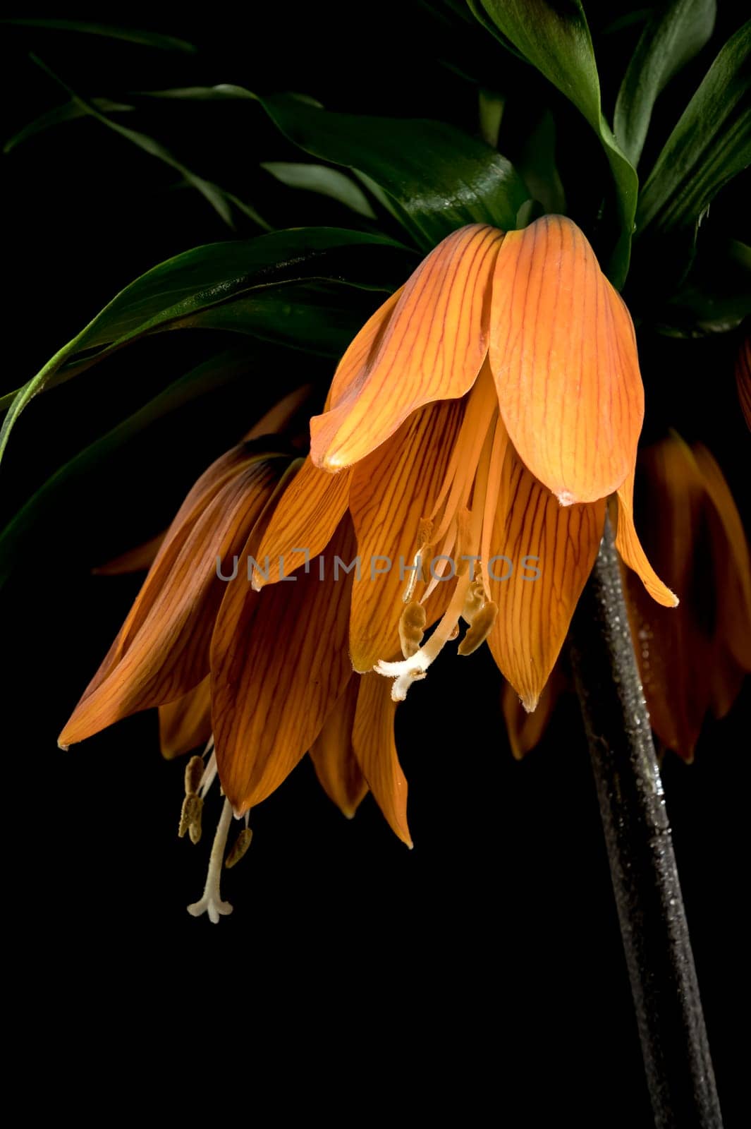 Blooming Crown imperial flowers on a black background by Multipedia