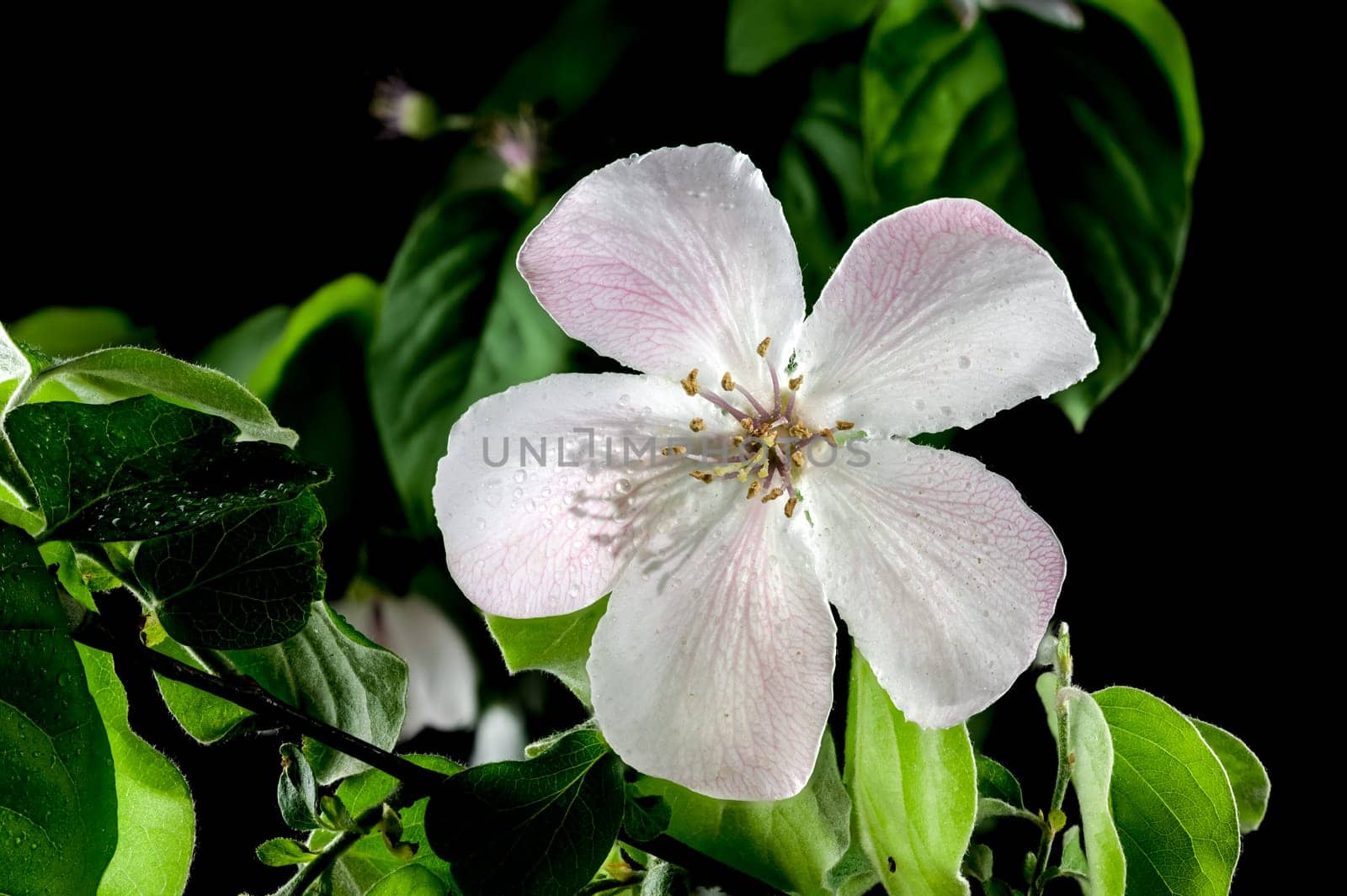 Blooming Quince tree flowers on a black background by Multipedia