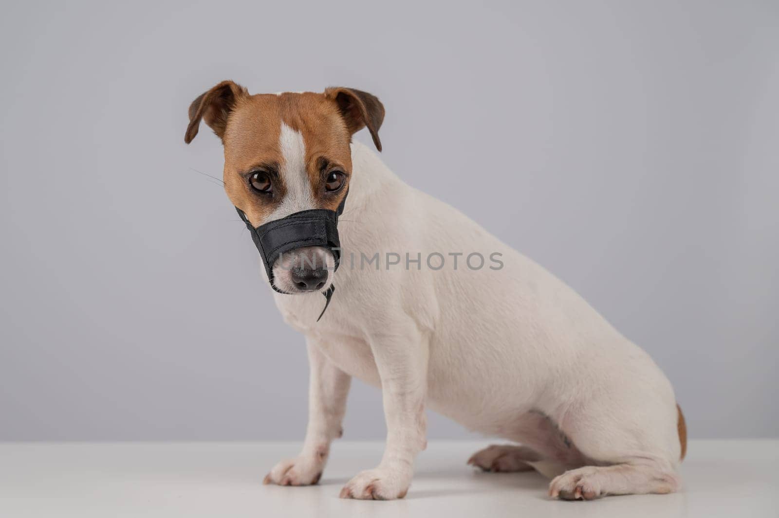 Jack Russell Terrier dog in a rag muzzle on a white background