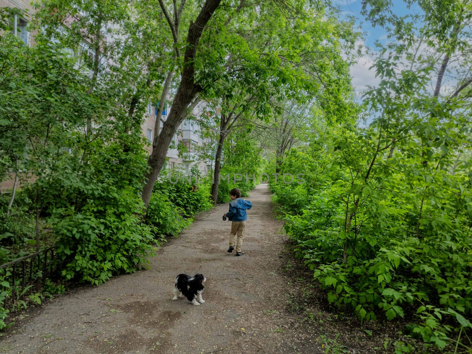 handsome boy runs with a dog on a leash. walking pets. Cavalier King Charles Spaniel, tricolor. Soft focus